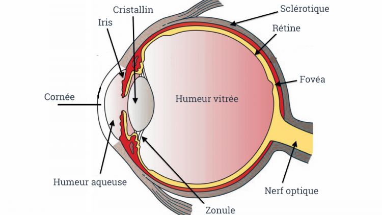 Les principaux constituants de l'oeil
