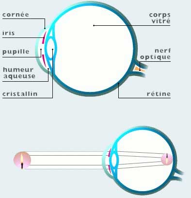 fonctionnement-oeil