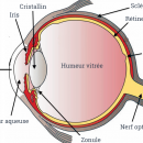 Les principaux constituants de l'oeil