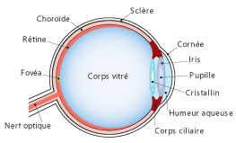 Oeil